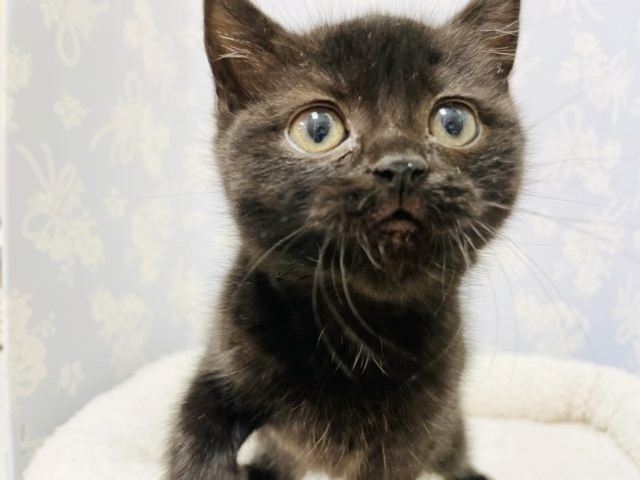 スコティッシュフォールド