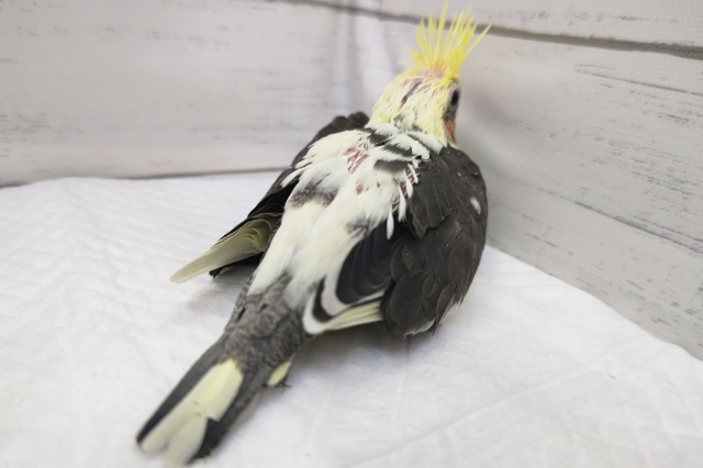 オカメインコ