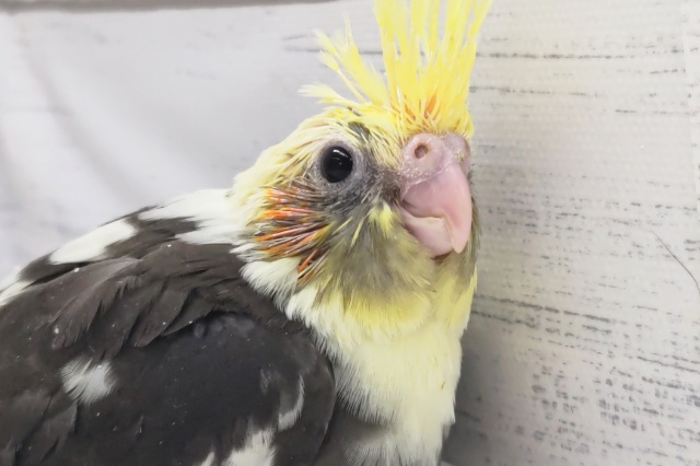 オカメインコ