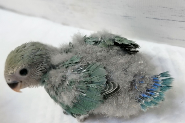 コザクラインコ（小桜インコ）