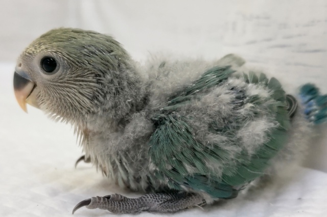 コザクラインコ（小桜インコ）