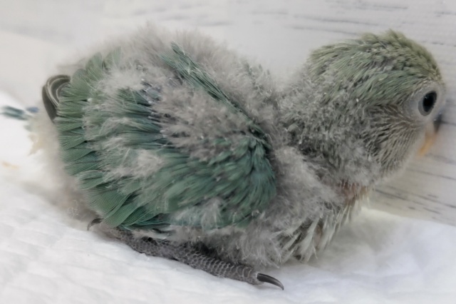 コザクラインコ（小桜インコ）