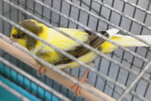 ローラーカナリア