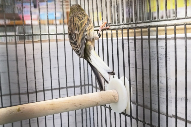 ローラーカナリア