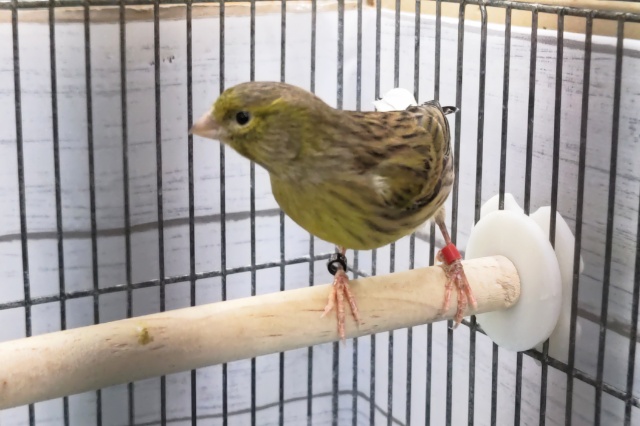 ローラーカナリア