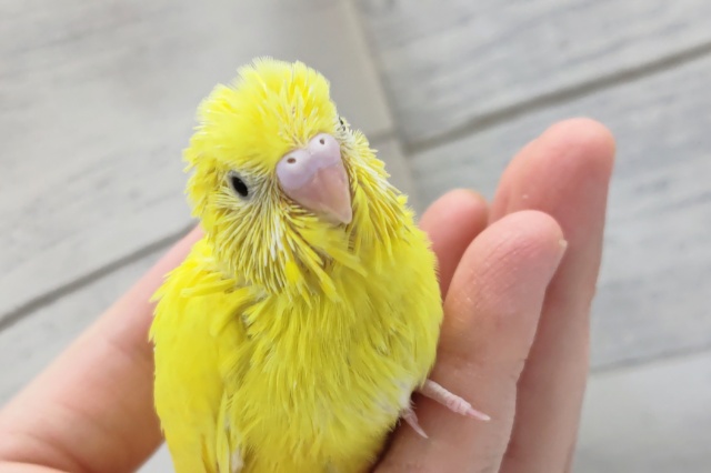 セキセイインコ