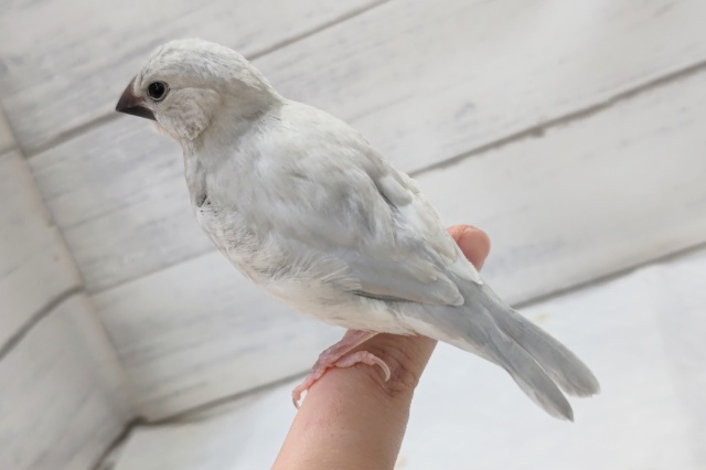 シルバー文鳥