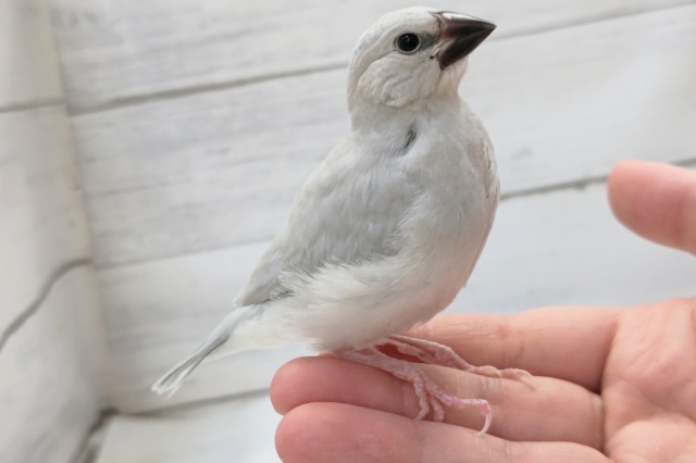 シルバー文鳥