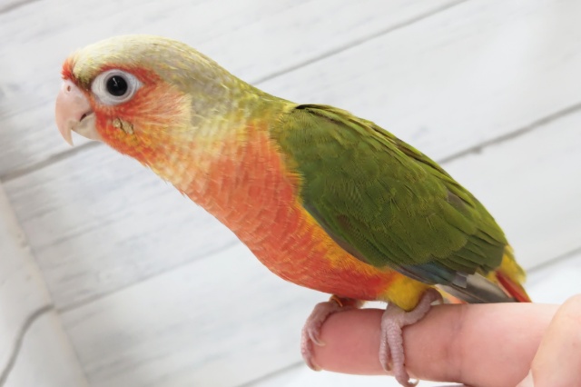 ホオミドリウロコインコ