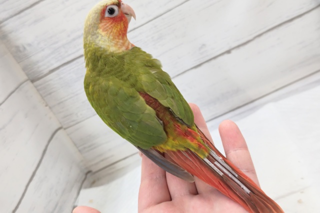 ホオミドリウロコインコ