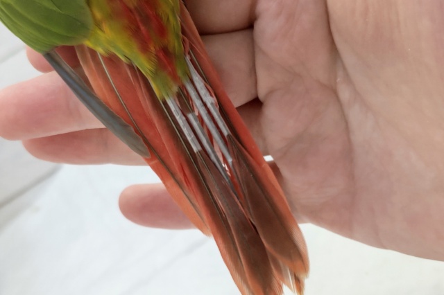 ホオミドリウロコインコ