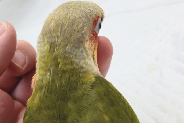 最新画像あり! 赤色が凄く情熱的~🍍 ホオミドリウロコインコ(レッドパイナップル) ホオミドリウロコインコ