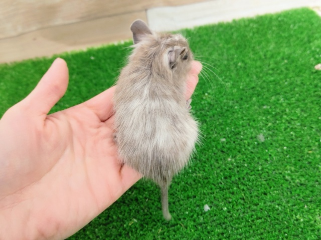 デグーベビー(ブルーパイド)入荷しました❤ デグー