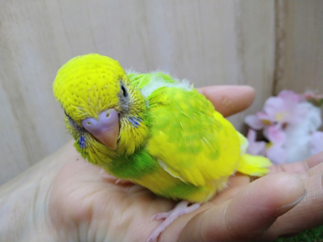 セキセイインコ