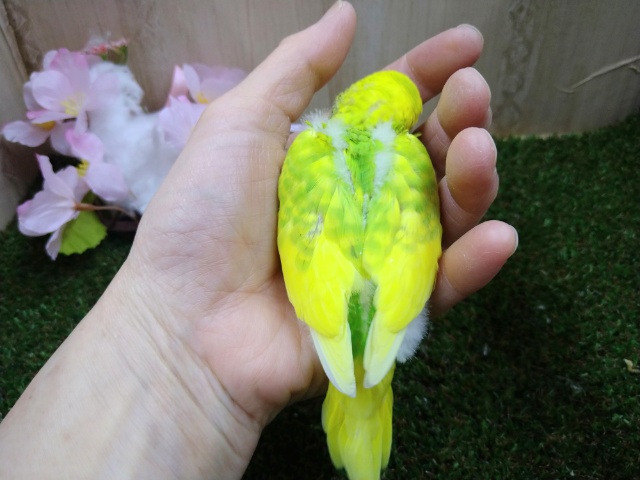 セキセイインコ