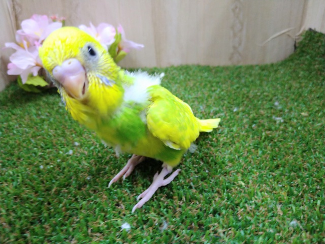 セキセイインコ