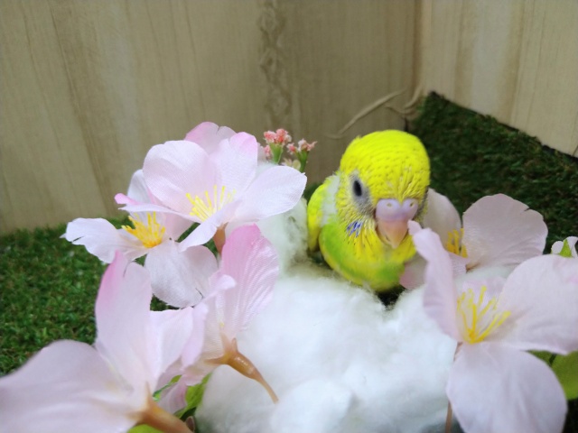 セキセイインコ