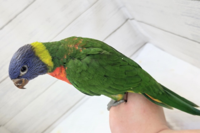 ゴシキセイガイインコ