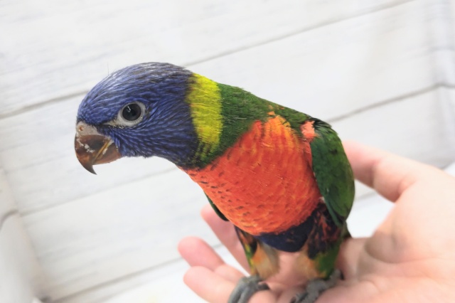 ゴシキセイガイインコ