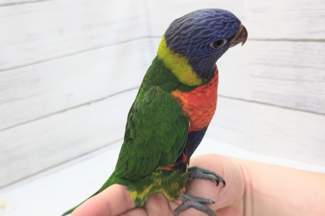 ゴシキセイガイインコ