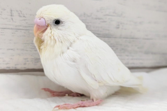 ジャンボセキセイインコ