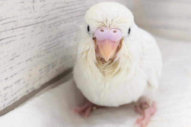 ジャンボセキセイインコ