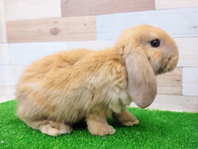 ホーランドロップ