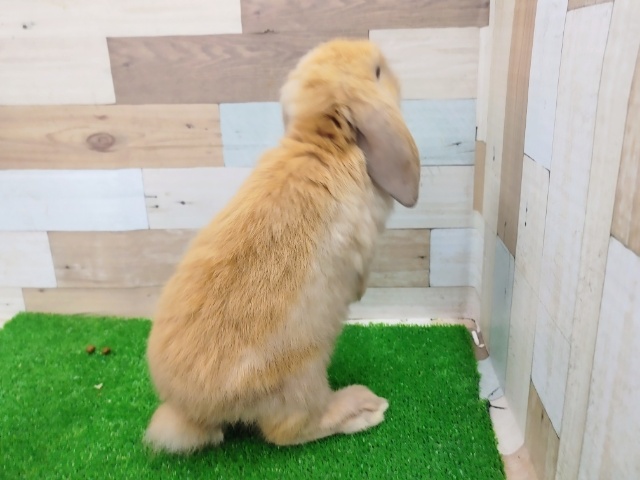 ホーランドロップ