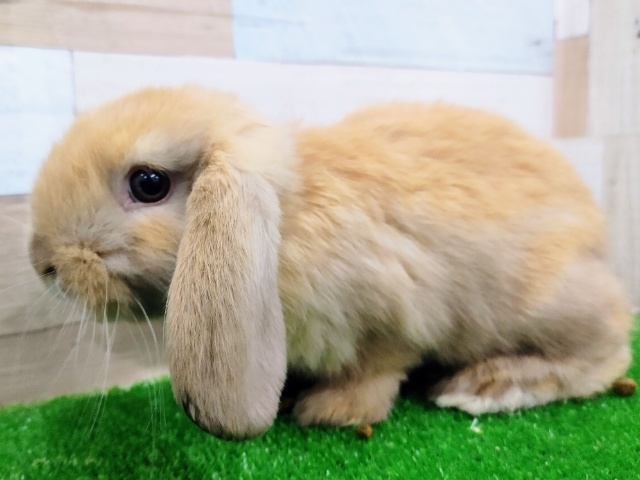 ホーランドロップ