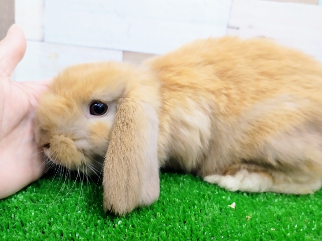 ホーランドロップ