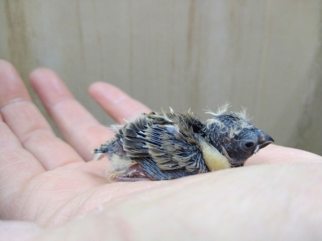 錦花鳥（キンカチョウ）