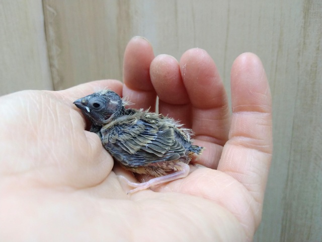 錦花鳥（キンカチョウ）