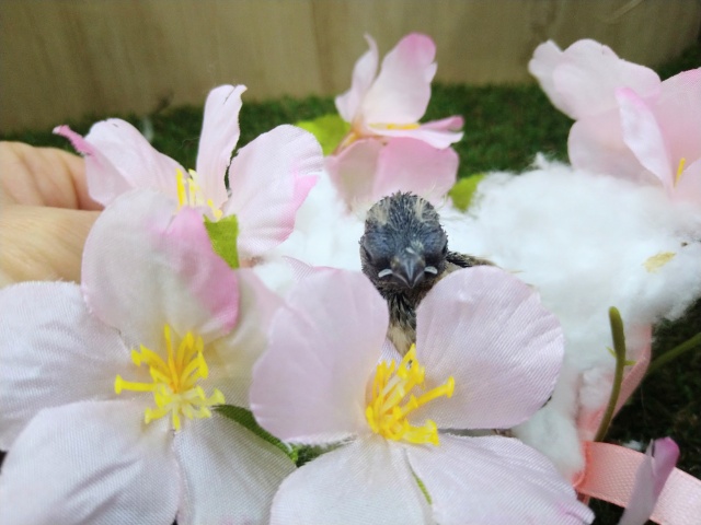 錦花鳥（キンカチョウ）