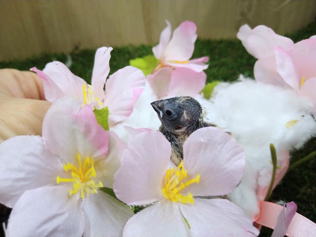 錦花鳥（キンカチョウ）