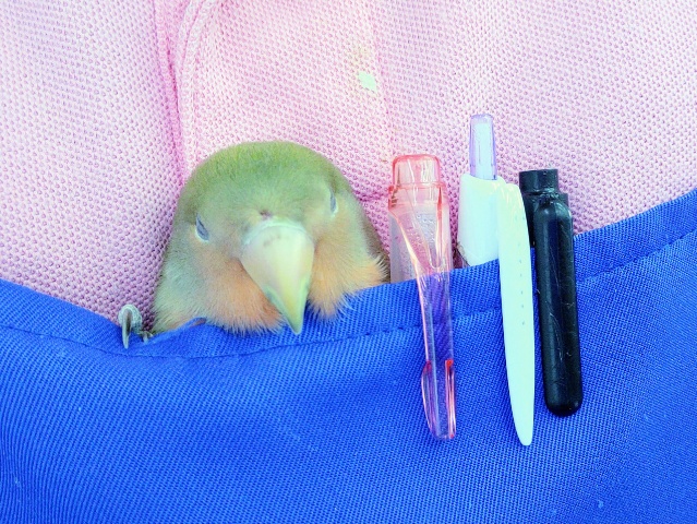 コザクラインコ（小桜インコ）