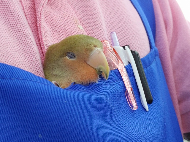 コザクラインコ（小桜インコ）