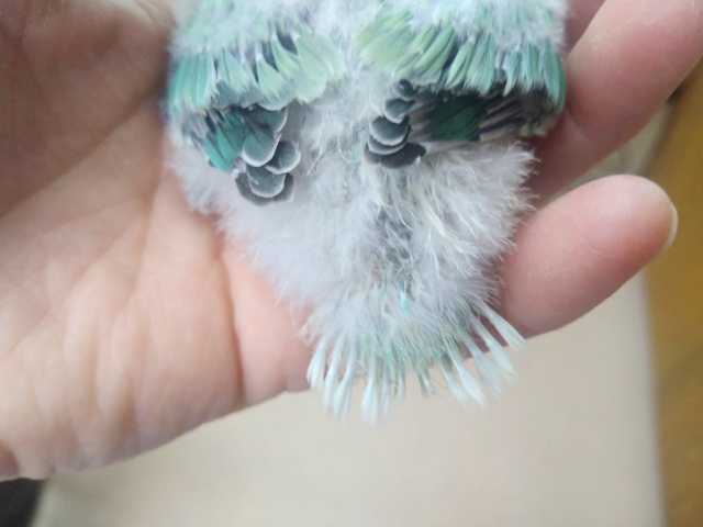 コザクラインコ（小桜インコ）