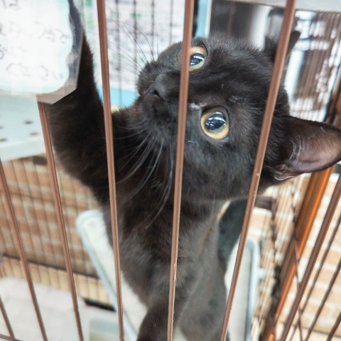 スコティッシュフォールド