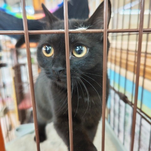 スコティッシュフォールド