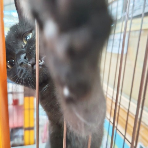 スコティッシュフォールド