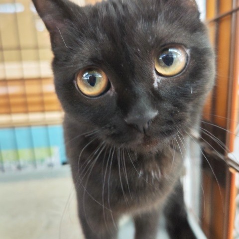 スコティッシュフォールド