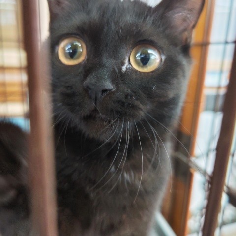 スコティッシュフォールド