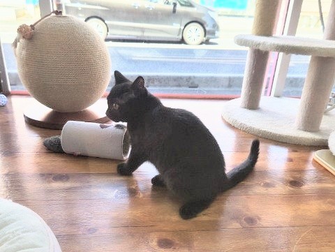 スコティッシュフォールド