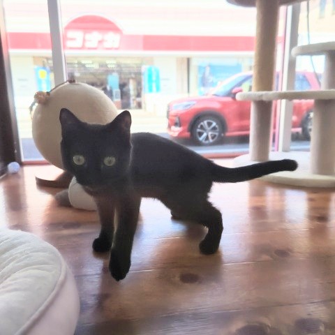 スコティッシュフォールド