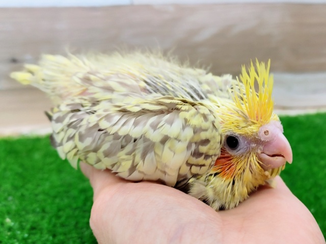 オカメインコ