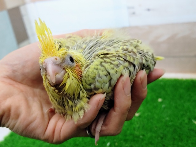 オカメインコ