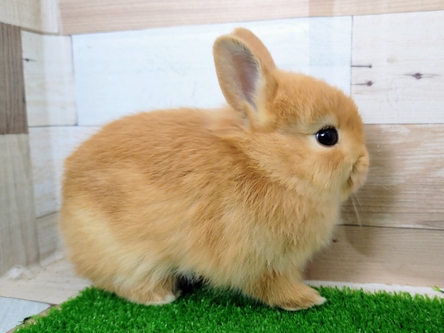 ネザーランドドワーフ