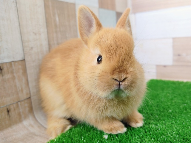 ネザーランドドワーフ