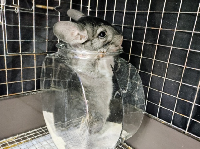 最新画像更新❤久しぶりの新入りさん❤チンチラのノーマルカラー入荷しました❤ チンチラ