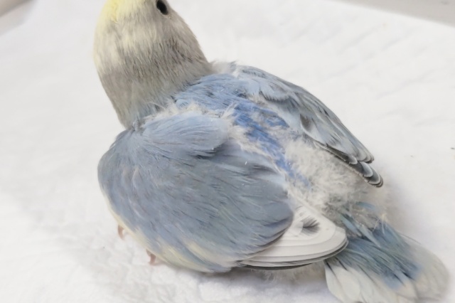 コザクラインコ（小桜インコ）